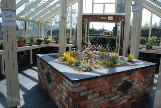 The alpine house was not the best I have ever seen and the contents were a bit 'ordinary' but there were some nicely displayed auriculas