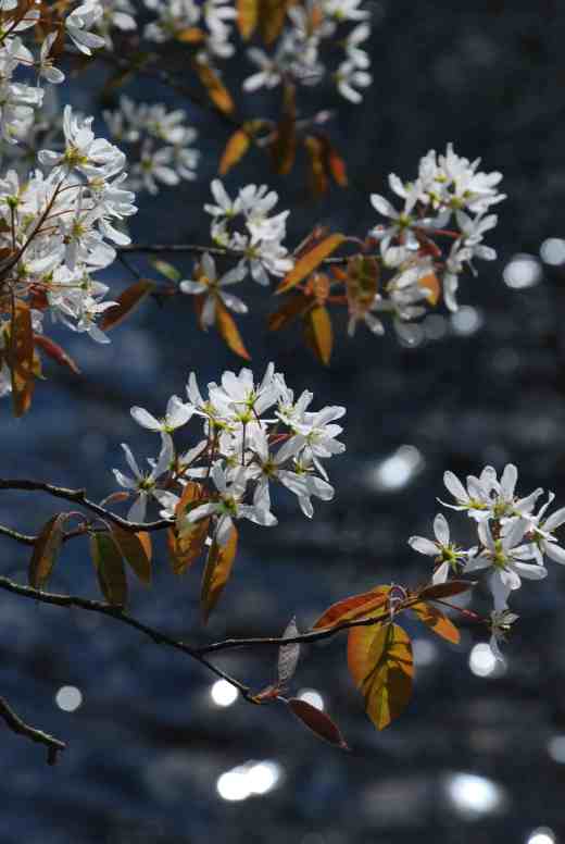 Amelanchier looking particularly splendid with the river Vartry as a background