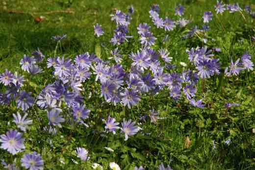 Anemone appenina thriving in the shade of the arboretum