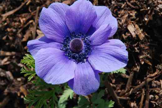 anemone Mr fokker