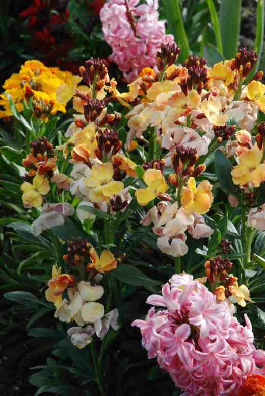 A nice pastel-coloured plant - shame about the clashing hyacinth - but it is over now! I hope the Allium cristophii planted to follow on flower before the wallflowers finish!