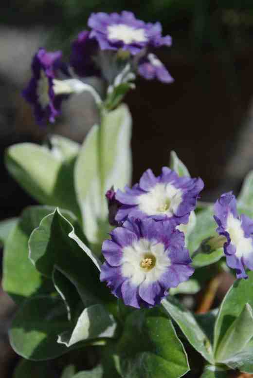 Such as 'Irish Blue'