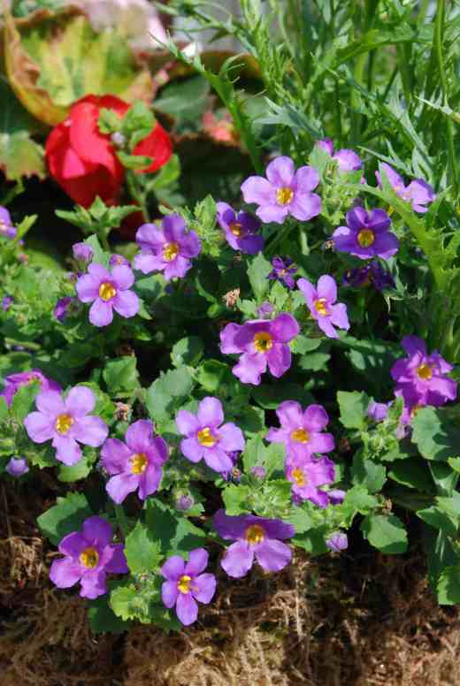pink-flowered sutera - not bacopa