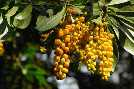Berberis valdiviana from Chile is one of the many rare shrubs that thrives here. This specimen is huge and is currently dripping with bunches of bright flowers