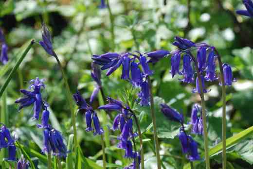 bluebells 7