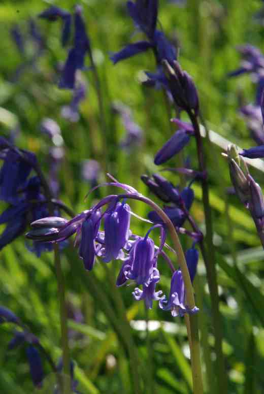 bluebells