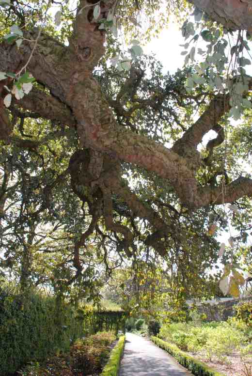 The cork oak in the garden is one of the best I have seen 