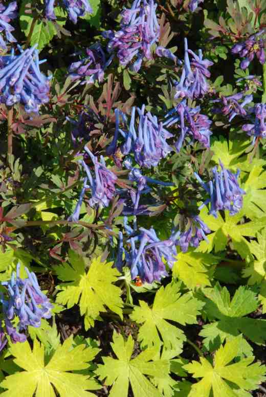 Another good combination, this time of the corydalis with yellow-leaved geranium, possibly 'Anne Folkard'