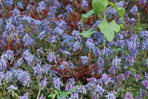 I mentioned Corydalis flexuosa 'Purple leaf' the other day and here it is again, here cleverly planted with astilbes. The astilbe foliage is a rich combination and will hide the gaps left when the corydalis dies down