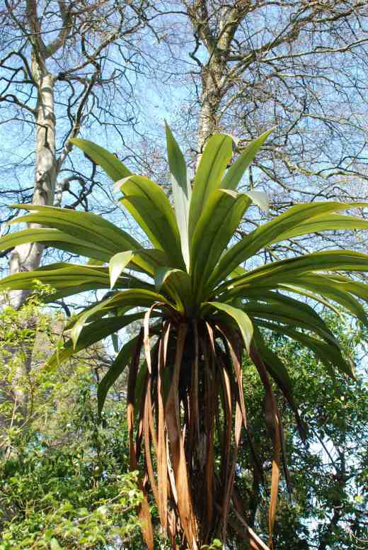 Cordyline indivisa is a spectacular relative of the more common and easily grown C. australis