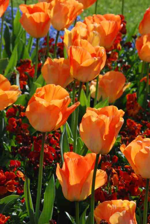 'Daydream' is a Darwin Hybrid Tulip. The group has a relatively narrow colour range, mostly in red, yellow and orange shades but they are vigorous and owe their huge flower size to being bred from T. fosteriana. 