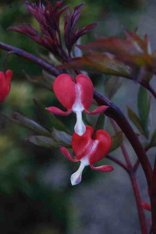 dicentra val