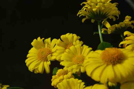 doronicum little leo