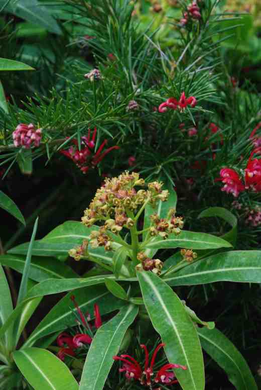 We do not often associate euphorbias with fragrance but the flowers of E. mellifera are strongly scented of honey. It is a slightly tender, evergreen, shrubby species and worth growing for its perfume which is extraordinary