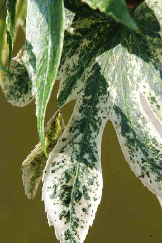 Amazing variegation or bleugh!