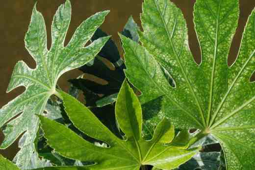 fatsia spiders web3