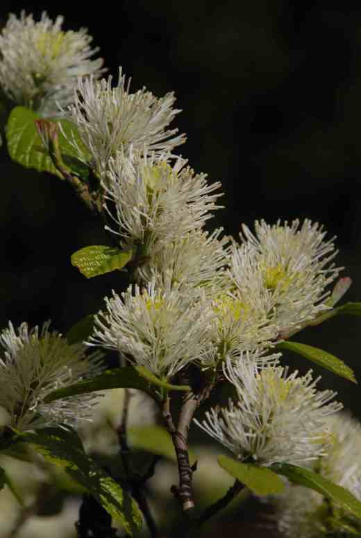 With its brush-like flowers fothergilla is another shrub that cannot be mistaken for any other