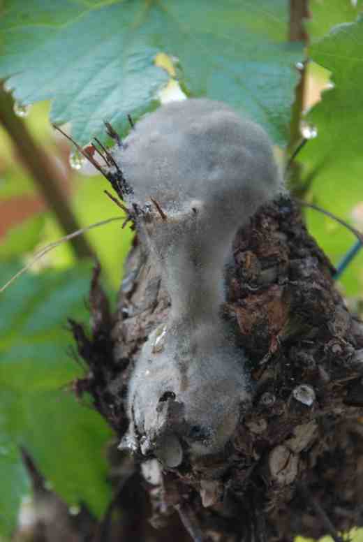 The reason why you shouldn't prune grapes in spring - they bleed