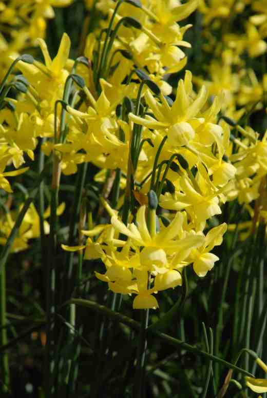 'Hawera' is a hybrid from New Zealand and is a fabulous variety that blooms later than most with narrow leaves and each bulb sends up several stems with a couple of sulphur yellow flowers on each. At about 25cm high it is good for pots as well as the garden