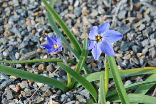 Tristagma 'Jessie' - yes i know you thought it was an Ipheon - more on plant naming soon! 