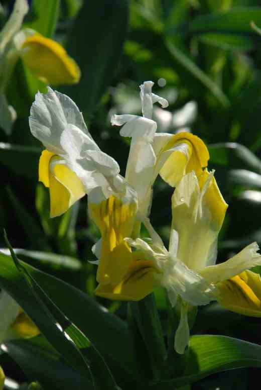 Iris bucharica - my favourite 'Juno' iris and the easiest to grow outside