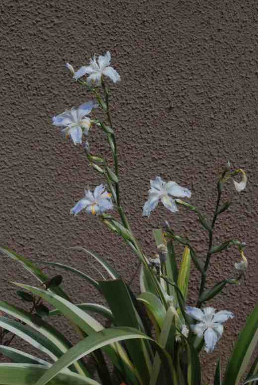 iris jaonica