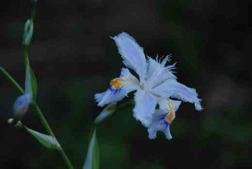 Iris japonica 'Variegata' NOT Iris tectorum 'Variegatum'