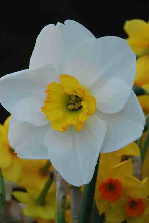 'Jamestown' is a modern, short-cupped daff with pale flowers with just a hint of red around the edge of the cup. It is Irish in origin and seems a good grower so far