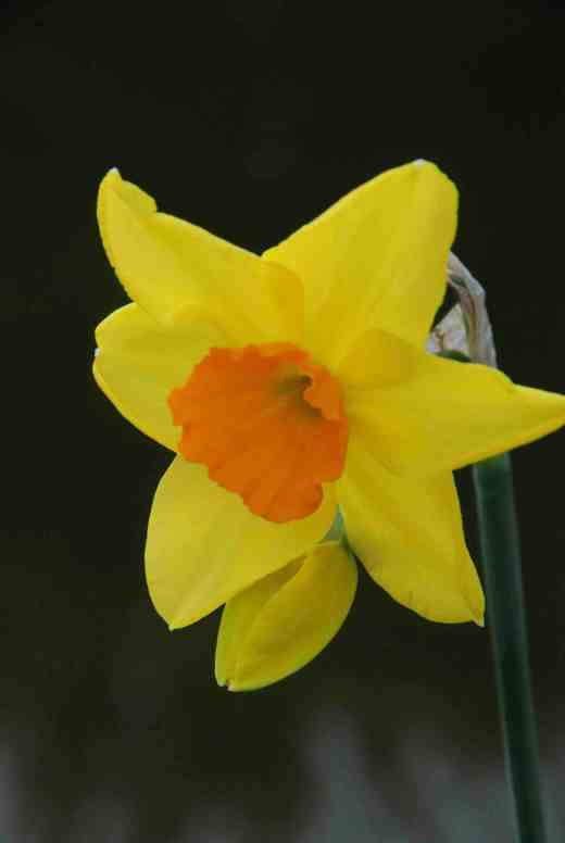 'Kinglet' is a bright, tall, multi-headed jonquil that is good for cutting and has a wonderful perfume