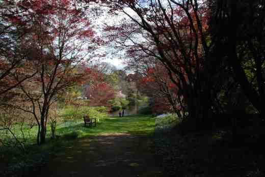 Japanese maples tentatively opening their foliage