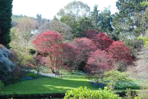 The same trees from the other side of the river