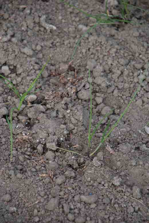 Red onions sown in cells