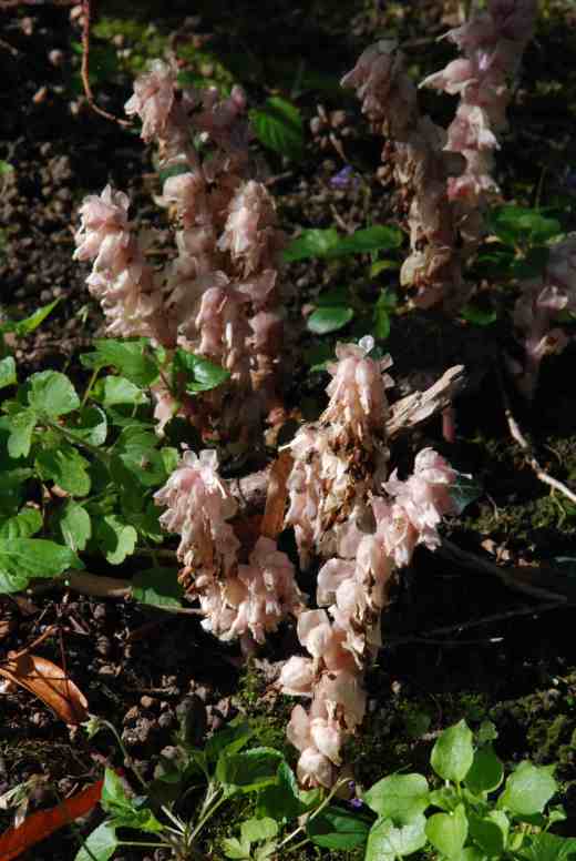 And under some of the trees was this parasitic orobanche (toothwort). I was not sure of the species but it was under box (buxus)