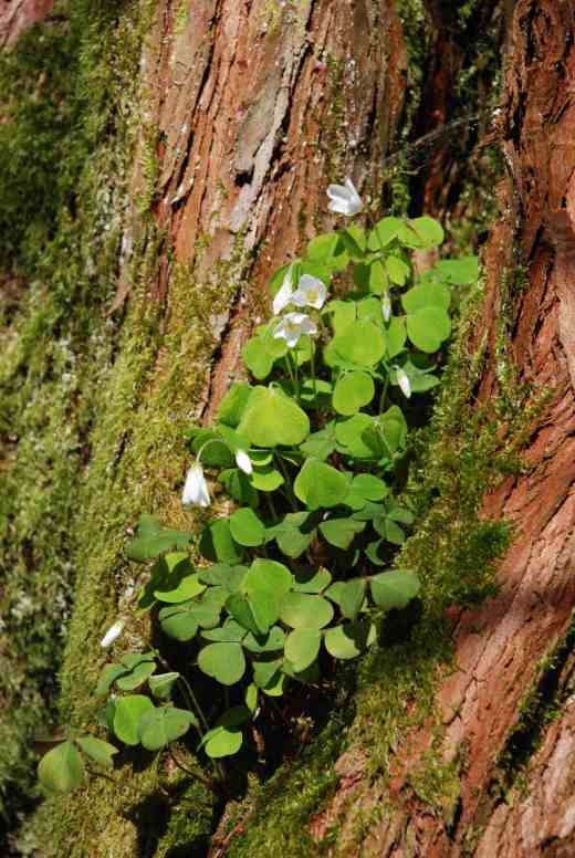 The moist climate permits plants to thrive in the most unlikely places like this wood sorrel (Oxalis acetosella) nestled in the furrowed back of a metasequoia