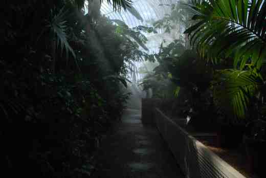 Inside the Palm House with the mist on