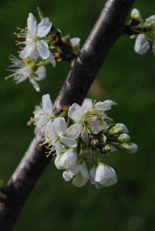 Prunus 'Victoria'. The plums planted last year did not make huge growth but the warm summer has helped set lots of buds - I hope the frost tonight is not too severe or the crop will be lost