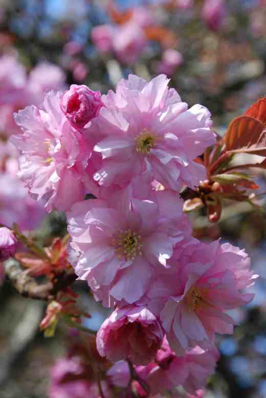No rarity but who cannot fail to stare in awe at the sheer beauty of Prunus 'Kanzan'