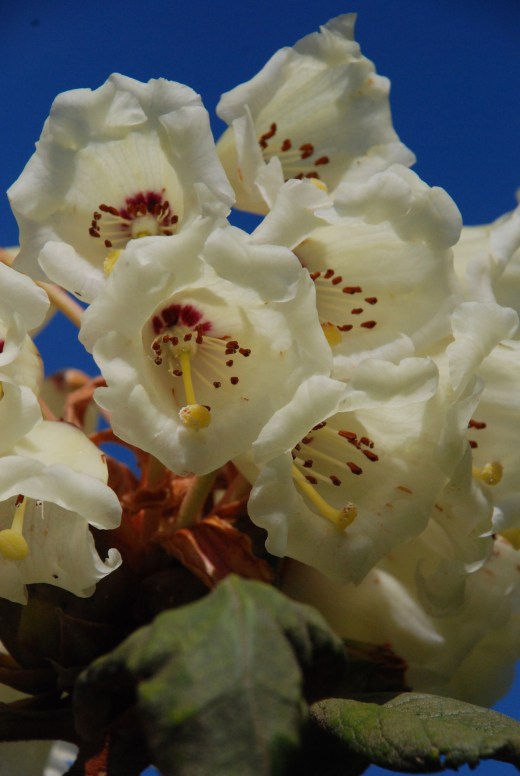 The garden has an extensive collection of Rhododendrons including the magnificent R. falconeri