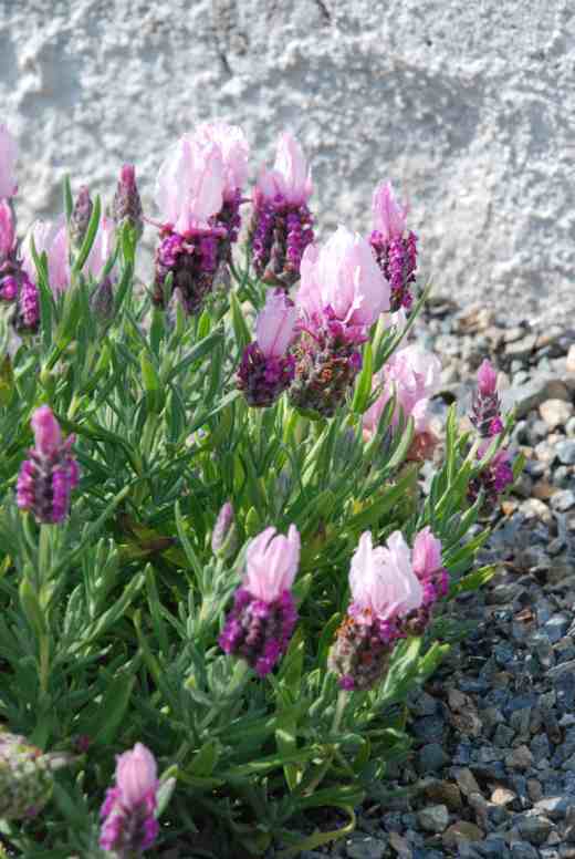 Lavender 'Raspberry Ruffles'. It is about as likely to survive an Irish winter outside as I am
