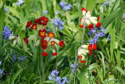 Red cowslips have seeded in the grass by 'The Island' among scillas and wood anemones
