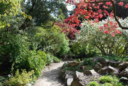 Japanese acers and white-flowered exochorda on the rock garden