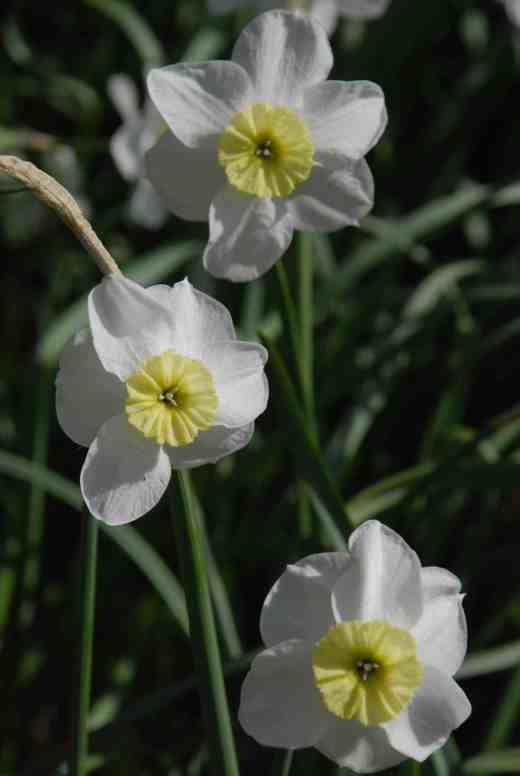 'Segovia' is a little gem with dainty flowers on 25cm flowers. They are neither big nor that bright but in perfect proportion and perfect for cutting for a cottage-style bunch in a jug, perhaps with some blue brunnera or some early bluebells