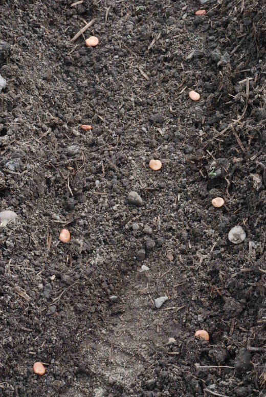 sowing beans 2