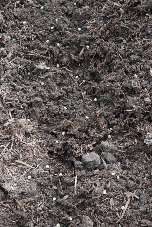 sowing peas 2