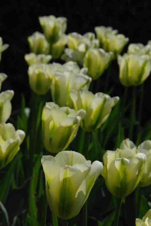 'Spring Green' is one of the most common and robust Viridiflora tulips. Because they are all 'sports' of other tulips they vary a lot in size, shape and flowering time. This is not the most elegant of them but the I grudgingly have to admit that it is a pretty thing