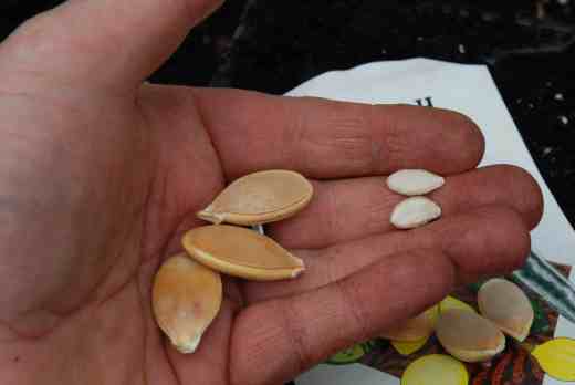Squash seeds vary hugely in size. These big ones are for an American giant pumpkin and the small ones from a smaller, Japanese variety.