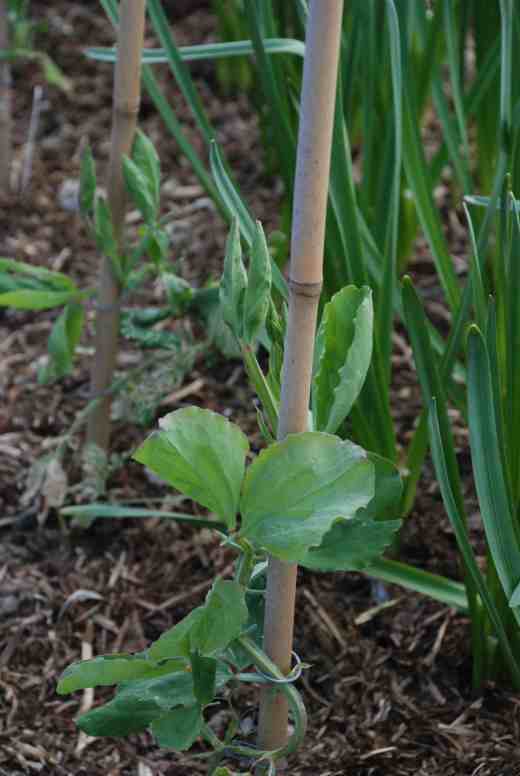 sweet peas april