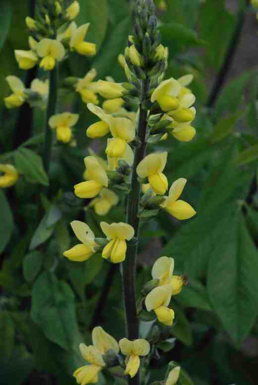 thermopsis