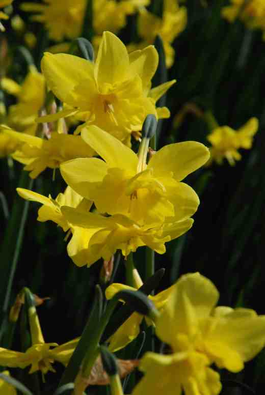 'Tripartite' is a really unusual short daffodil and the only commonly available multi-headed, split-corona daffodil