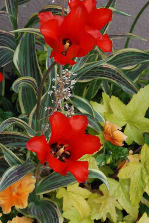 tulip fire of loveopen